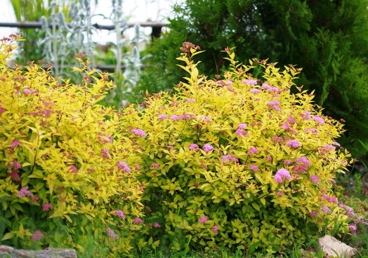 Japanese spirea: photos and varieties