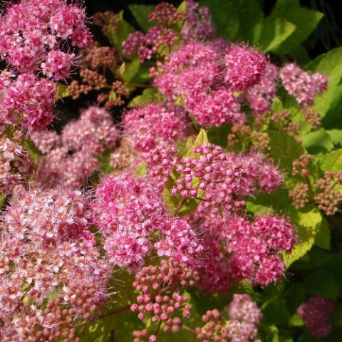 Japanese spirea: photos and varieties