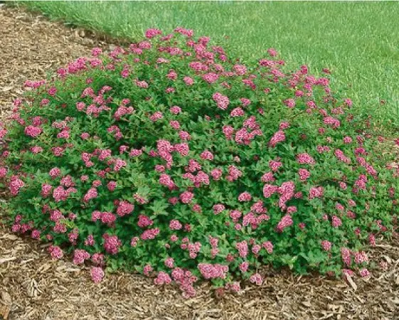 Japanese spirea: photos and varieties