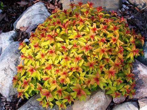 Japanese spirea: photos and varieties