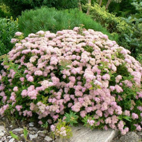 Japanese spirea: photos and varieties