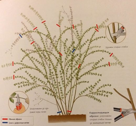 Japanese spirea: photos and varieties