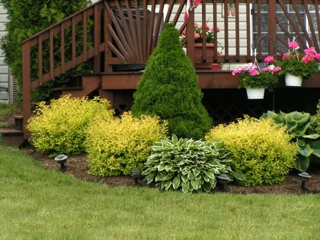 Japanese spirea: photos and varieties