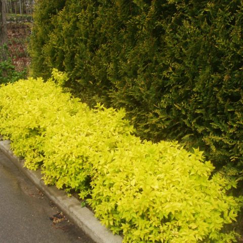 Japanese spirea: photos and varieties