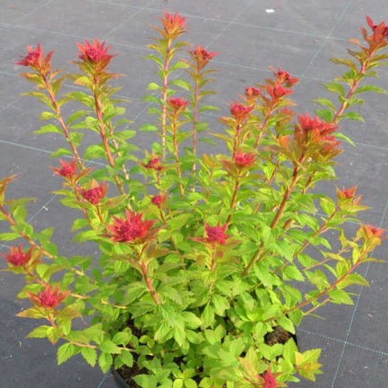 Japanese spirea: photos and varieties