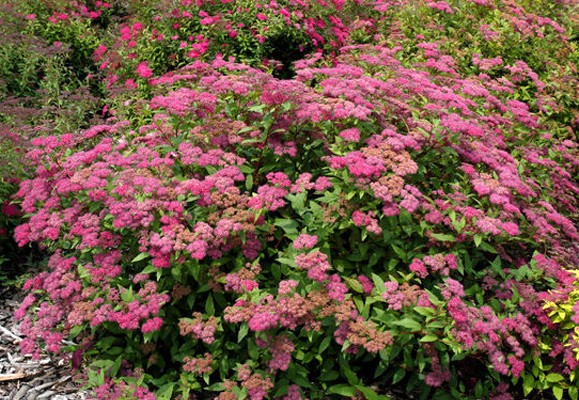 Japanese spirea: photos and varieties