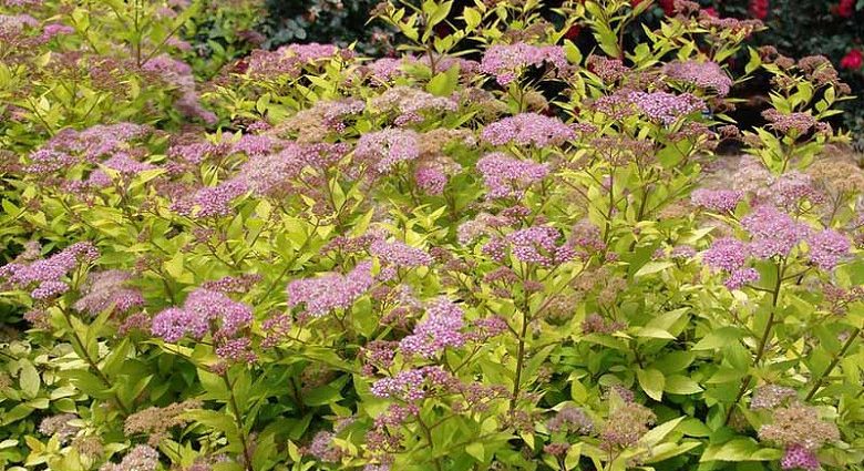 Japanese spirea: photos and varieties