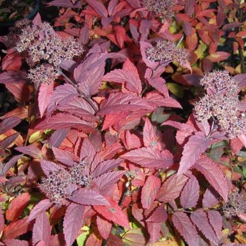 Japanese spirea: photos and varieties