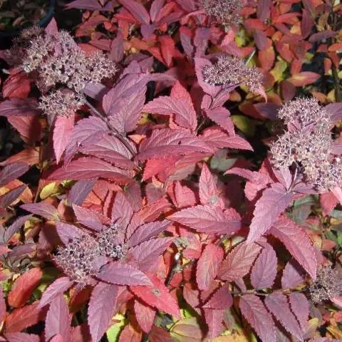 Japanese spirea: photos and varieties