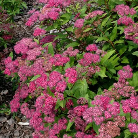 Japanese spirea: photos and varieties