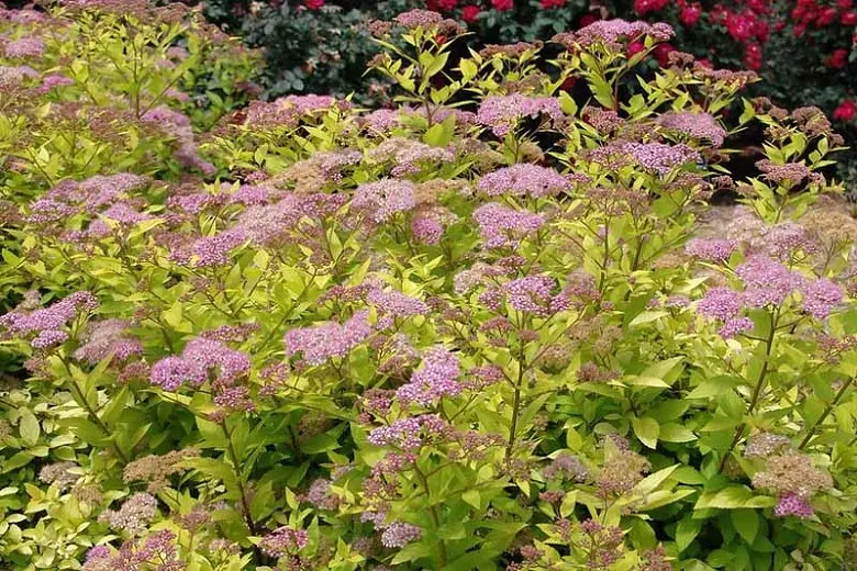 Japanese spirea: photos and varieties