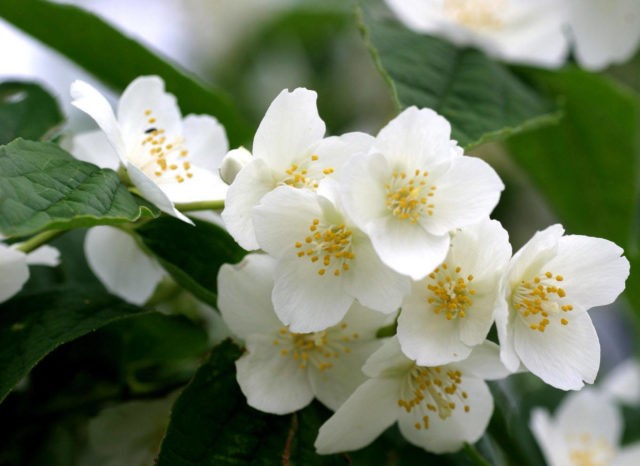 Jasmine and mock orange: what is the difference, photo