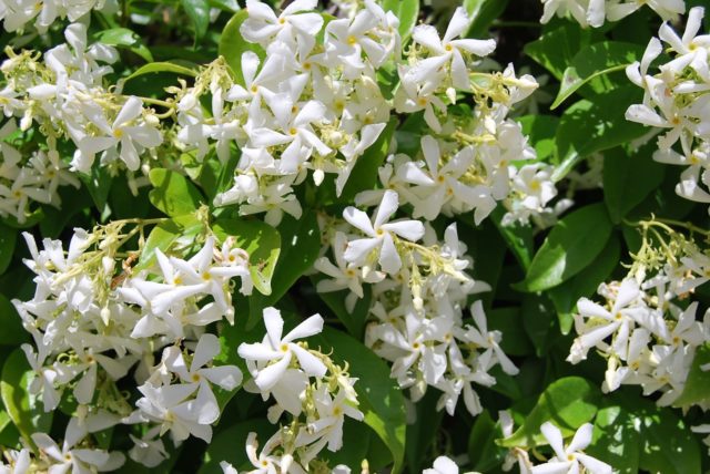 Jasmine and mock orange: what is the difference, photo