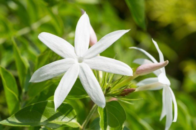 Jasmine and mock orange: what is the difference, photo