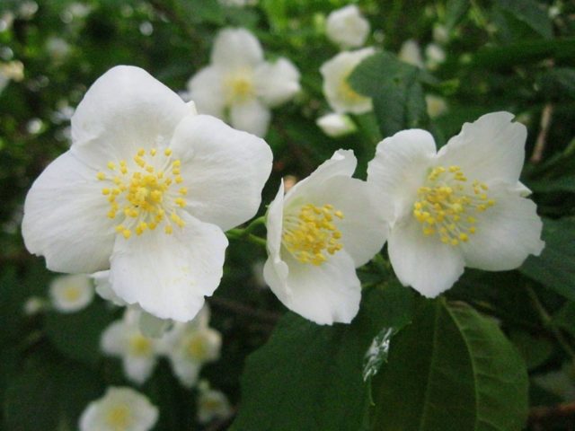 Jasmine and mock orange: what is the difference, photo