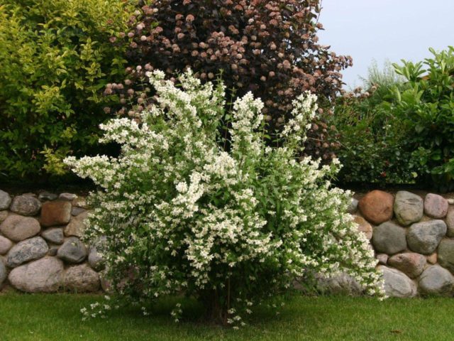 Jasmine (mock orange) Dam Blanche (Dame Blanche): photo and description, reviews, winter hardiness