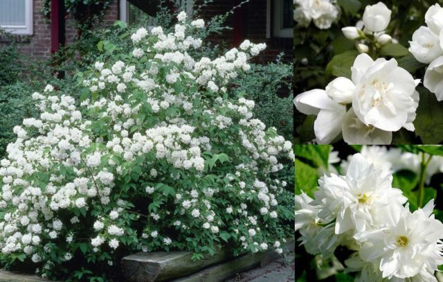 Jasmine (mock orange) Dam Blanche (Dame Blanche): photo and description, reviews, winter hardiness