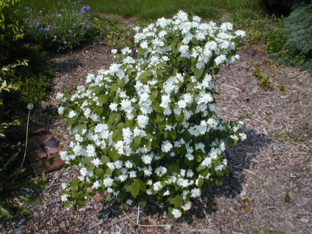 Jasmine (mock orange) Minnesota Snowflake (Minnesota Snowflake): photo and description, reviews