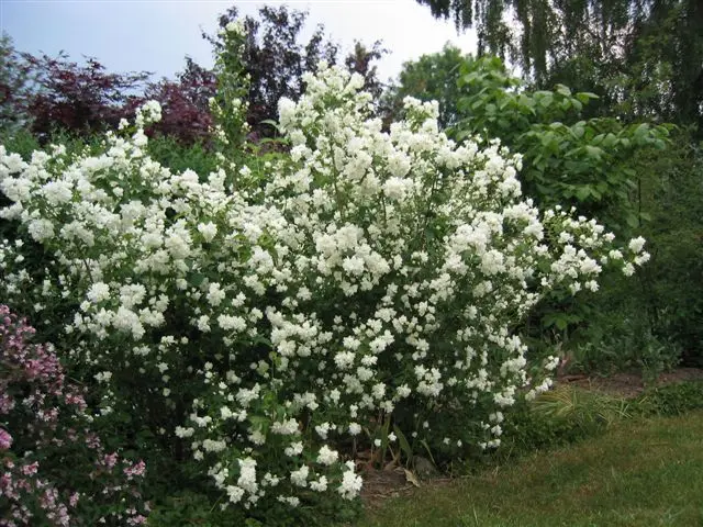 Jasmine (mock orange) Minnesota Snowflake (Minnesota Snowflake): photo and description, reviews