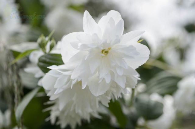 Jasmine (mock orange) Minnesota Snowflake (Minnesota Snowflake): photo and description, reviews