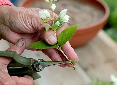 Jasmine (mock orange) Minnesota Snowflake (Minnesota Snowflake): photo and description, reviews