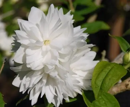 Jasmine (mock orange) Minnesota Snowflake (Minnesota Snowflake): photo and description, reviews