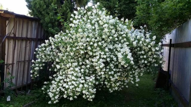 Jasmine (mock orange) Mont Blanc (Mont Blanc, Mont Blanc): planting and care