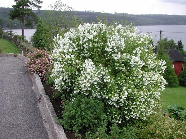 Jasmine (mock orange) Mont Blanc (Mont Blanc, Mont Blanc): planting and care