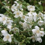 Jasmine (mock orange) Mont Blanc (Mont Blanc, Mont Blanc): planting and care