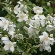 Jasmine (mock orange) Mont Blanc (Mont Blanc, Mont Blanc): planting and care