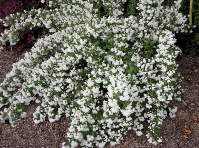 Jasmine (mock orange) Snowbelle (Snowbelle): planting and care