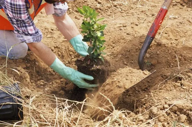 Jasmine (mock orange) Snowbelle (Snowbelle): planting and care