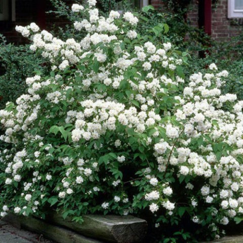 Jasmine (mock orange) Snowstorm (Snowstorm, Snezhnaja Burja): planting and care