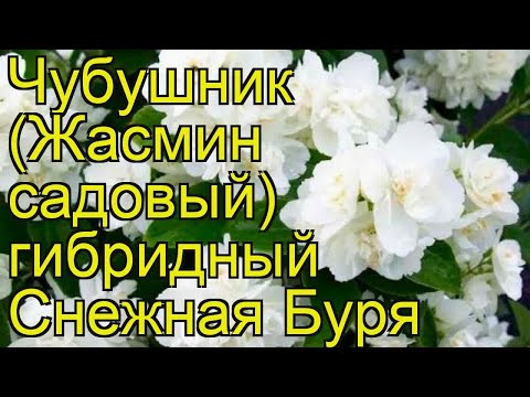 Jasmine (mock orange) Snowstorm (Snowstorm, Snezhnaja Burja): planting and care