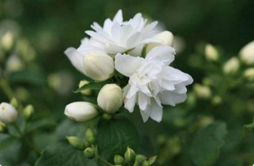 Jasmine (mock orange) Snowstorm (Snowstorm, Snezhnaja Burja): planting and care