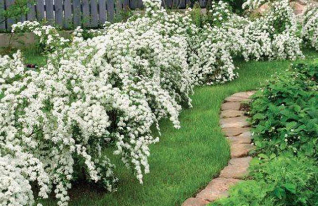 Jasmine (mock orange) Snowstorm (Snowstorm, Snezhnaja Burja): planting and care