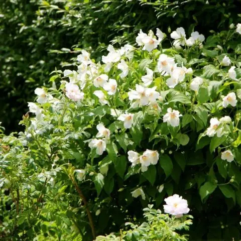 Jasmine (mock orange) Strawberry: photo and description, reviews