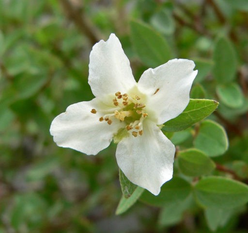 Jasmine (mock orange) Strawberry: photo and description, reviews