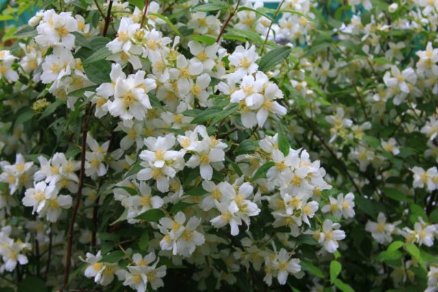 Jasmine (mock orange) Strawberry: photo and description, reviews