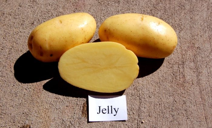 Jelly Potato