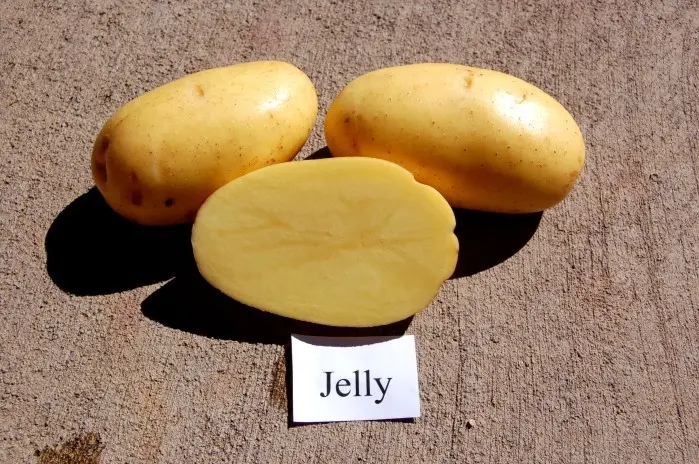 Jelly Potato