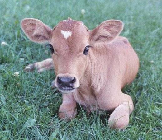 Jersey cow: photo