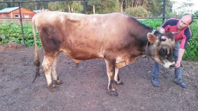 Jersey cow: photo