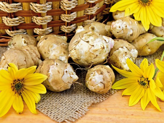 Jerusalem artichoke: benefits and harms to the body