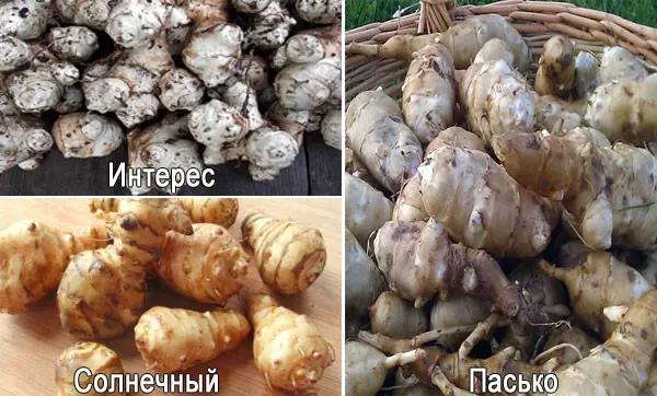 Jerusalem artichoke: outdoor cultivation