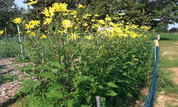 Jerusalem artichoke: outdoor cultivation