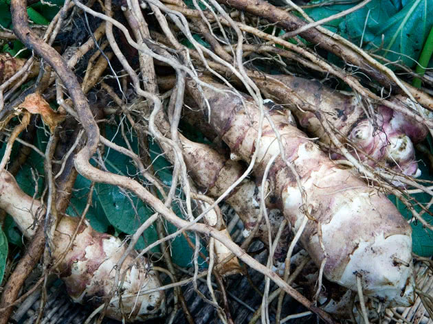 Jerusalem artichoke: outdoor cultivation