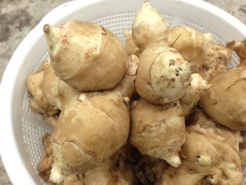 Jerusalem artichoke: outdoor cultivation