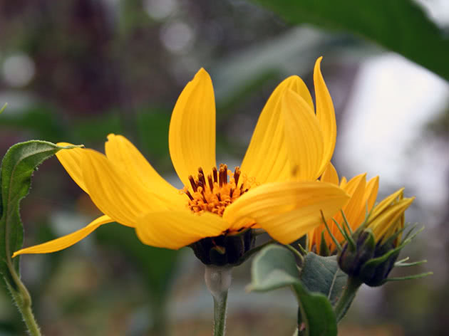 Jerusalem artichoke: outdoor cultivation