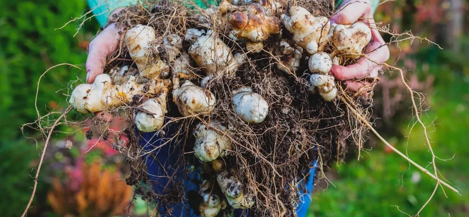 Jerusalem artichoke: outdoor cultivation